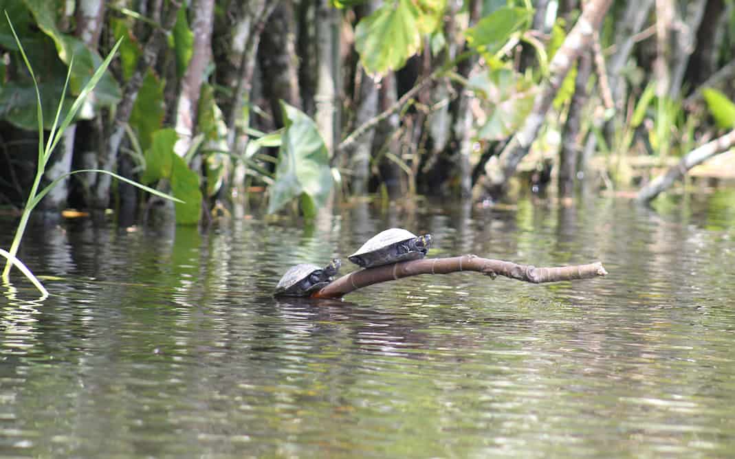 El Sínodo para la Amazonía y los derechos humanos