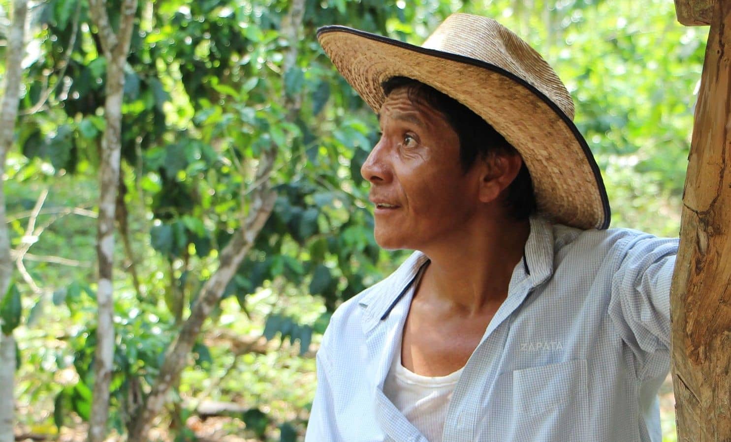 Productores de café luchan contra la crisis climática en México