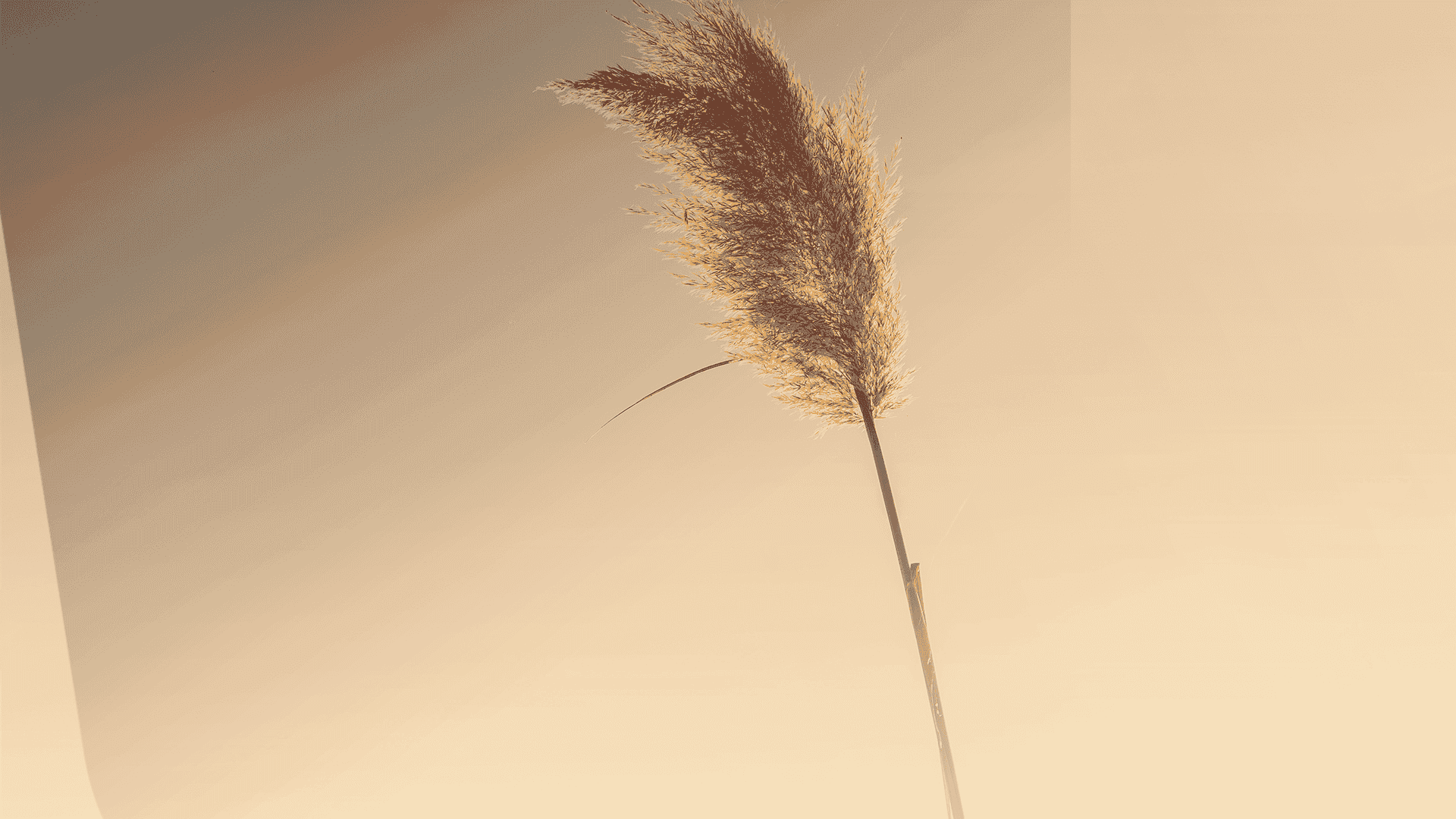 “... pueden arrancar también el trigo” Mateo 13, 24-43