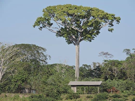 Un grito de VIDA y ESPERANZA - Amazonia – Iniciativa PanAmazonica FyA