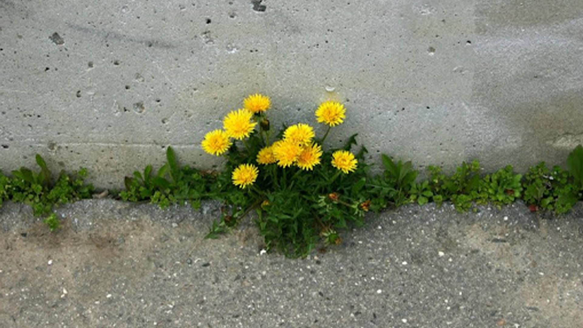 El perdón que se abre despacito, como una flor