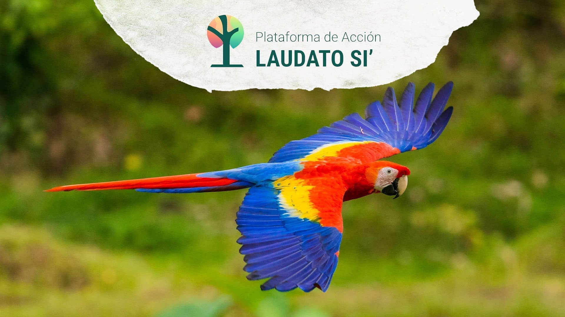 Plataforma de Acción Laudato Si' inicia nueva fase