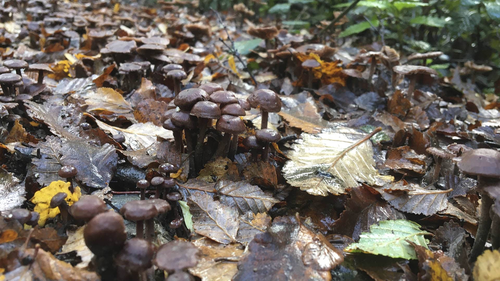 El otoño nos enseña a soltar, a 