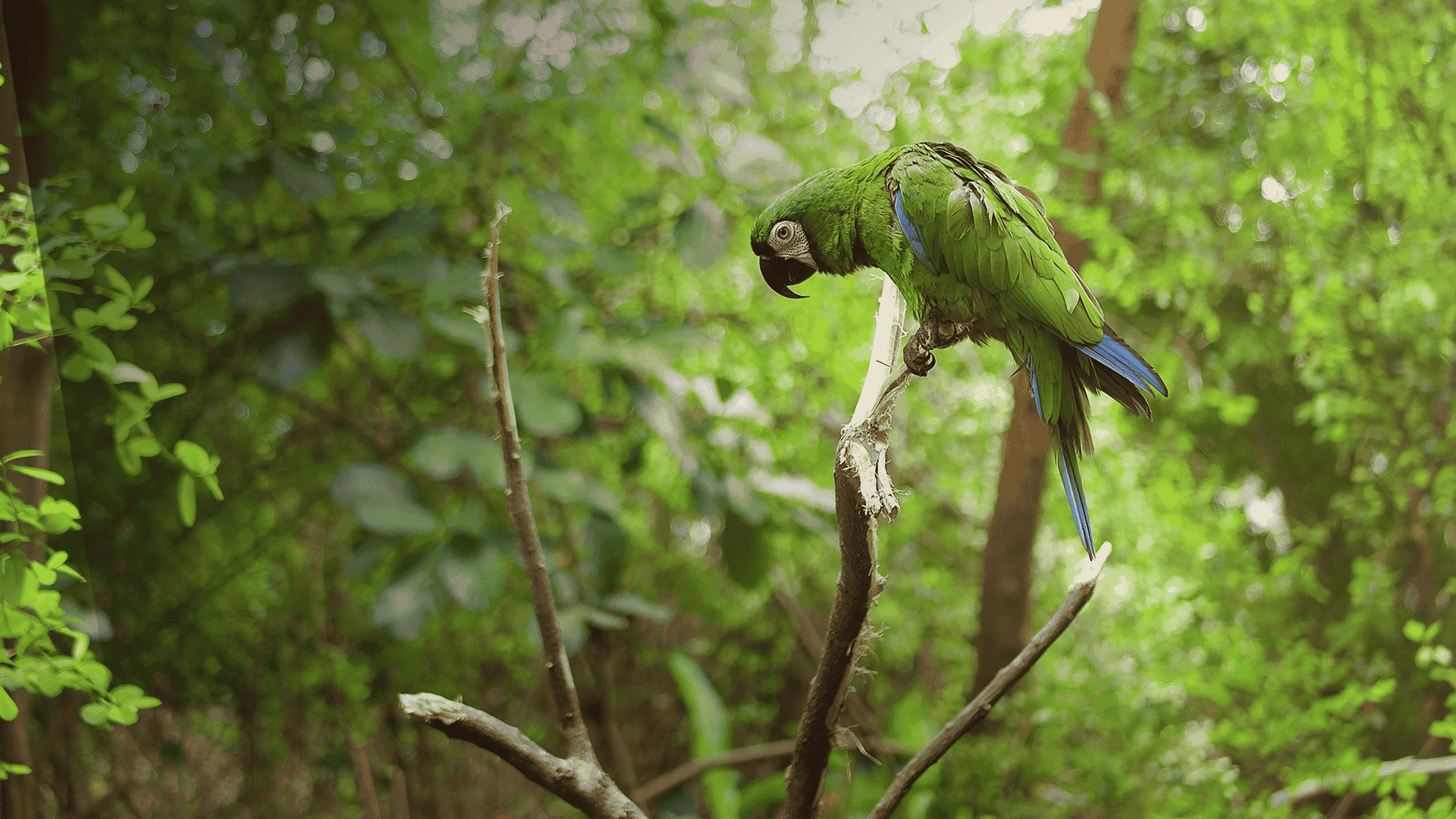 CPAL: revive la 6ª Oración en Vivo 