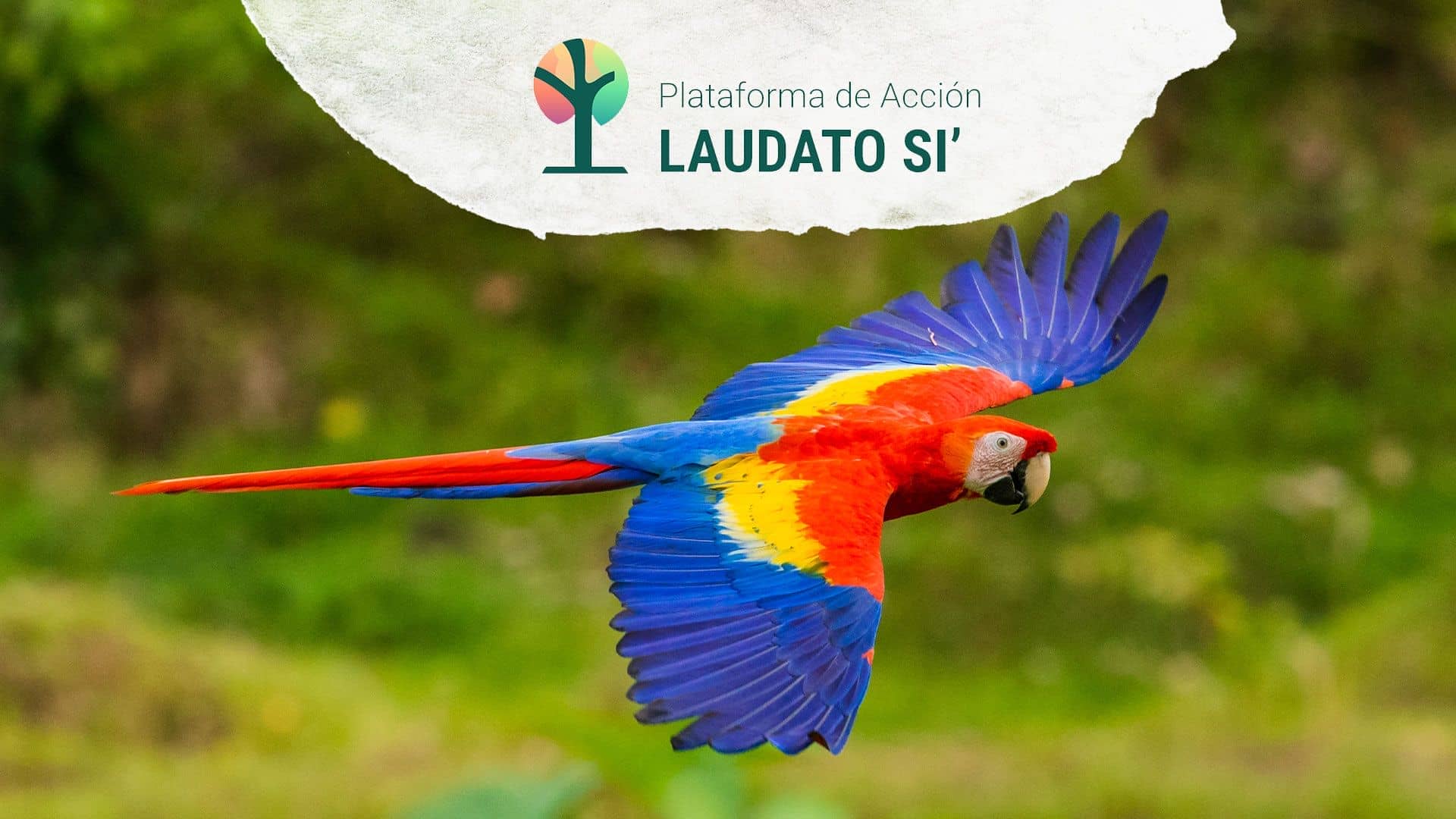 IMPORTANTE: comprobación de datos en Plataforma Laudato Si'