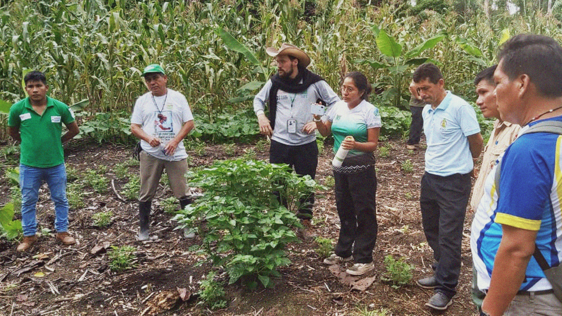Escuela de Formación en Agroecología de Condorcanqui, Amazonía-Perú