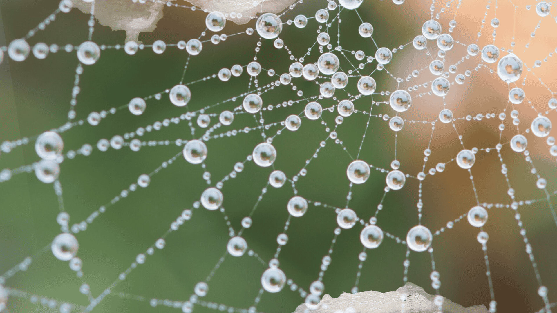 Redes y trabajo en Red como instrumentos, praxis y expresión de la sinodalidad 